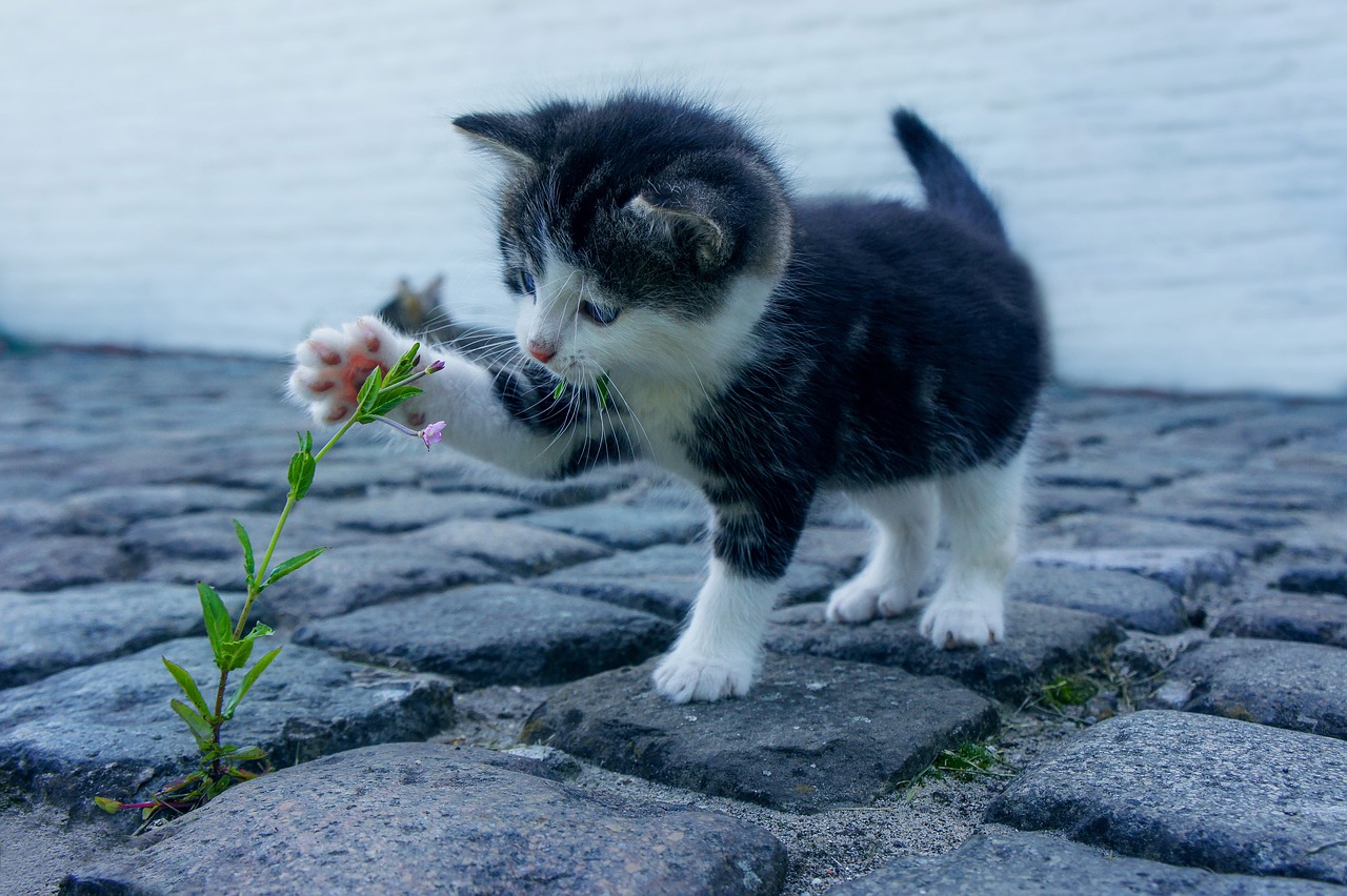 猫 健康
